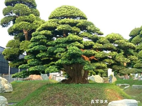 罗汉松树风水